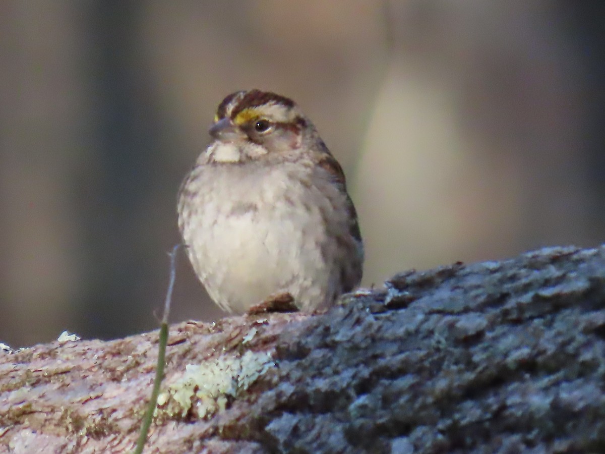 White-throated Sparrow - ML615413232