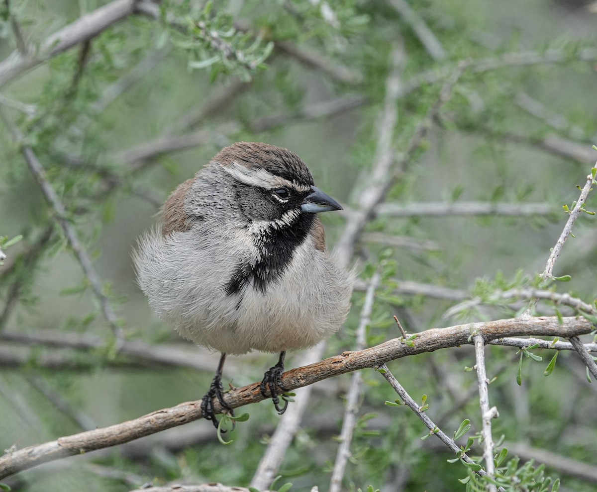 Black-throated Sparrow - ML615413235