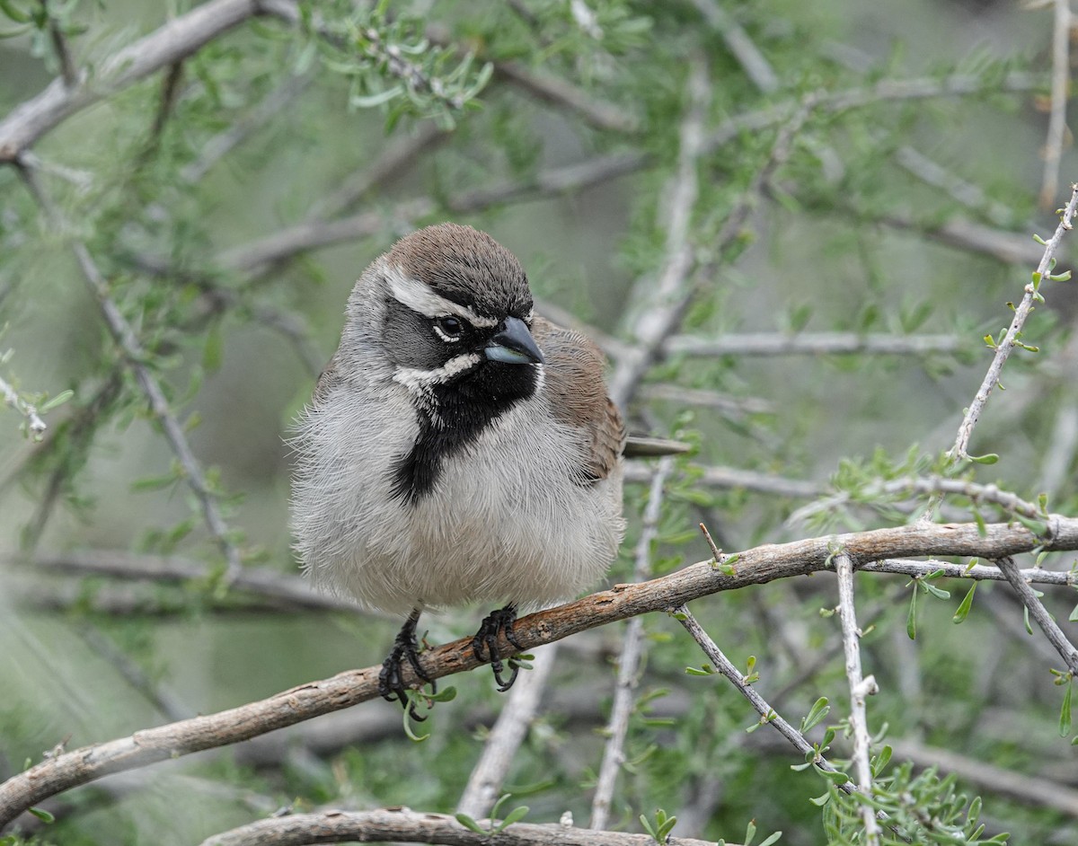 Black-throated Sparrow - ML615413236
