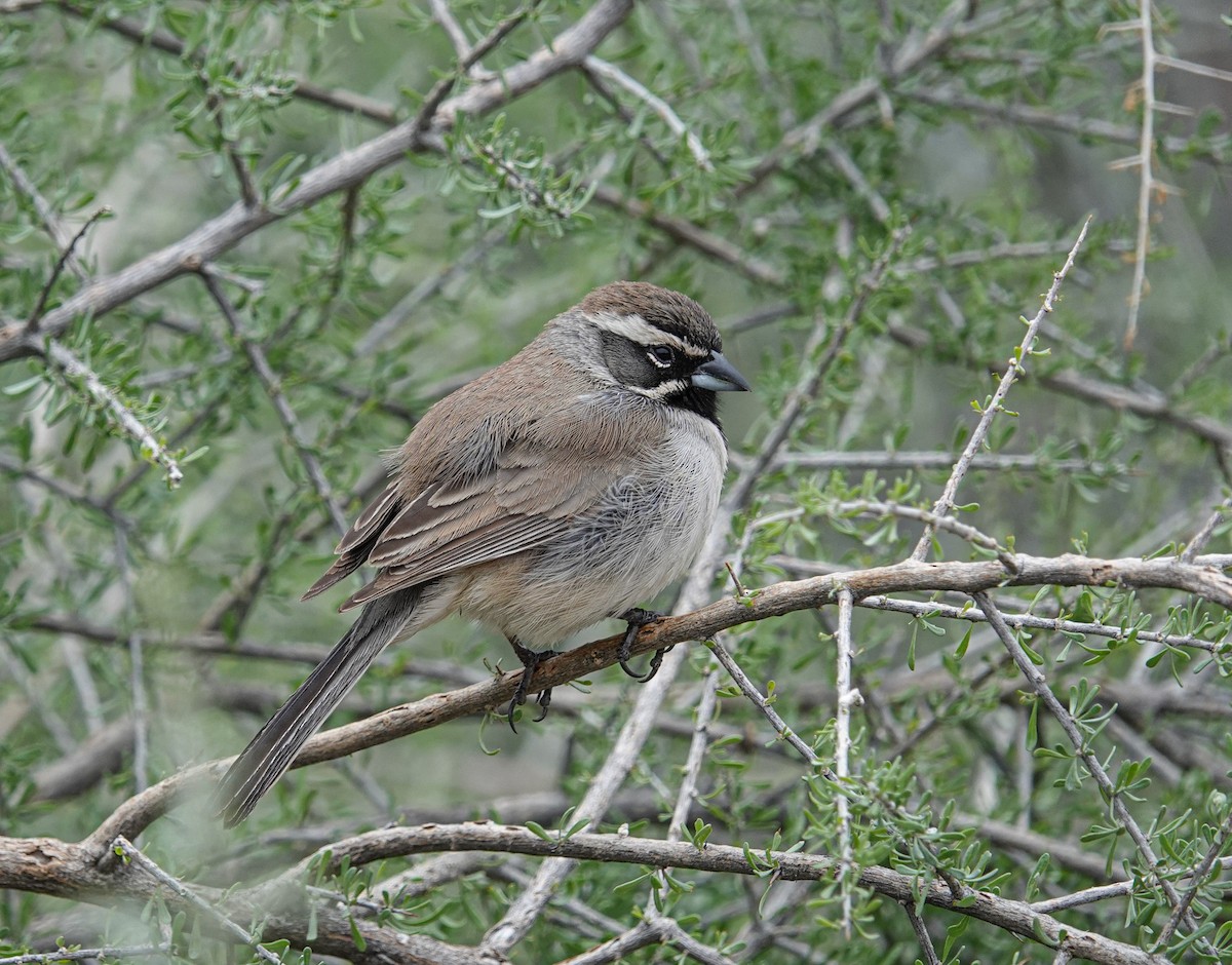 Black-throated Sparrow - ML615413237