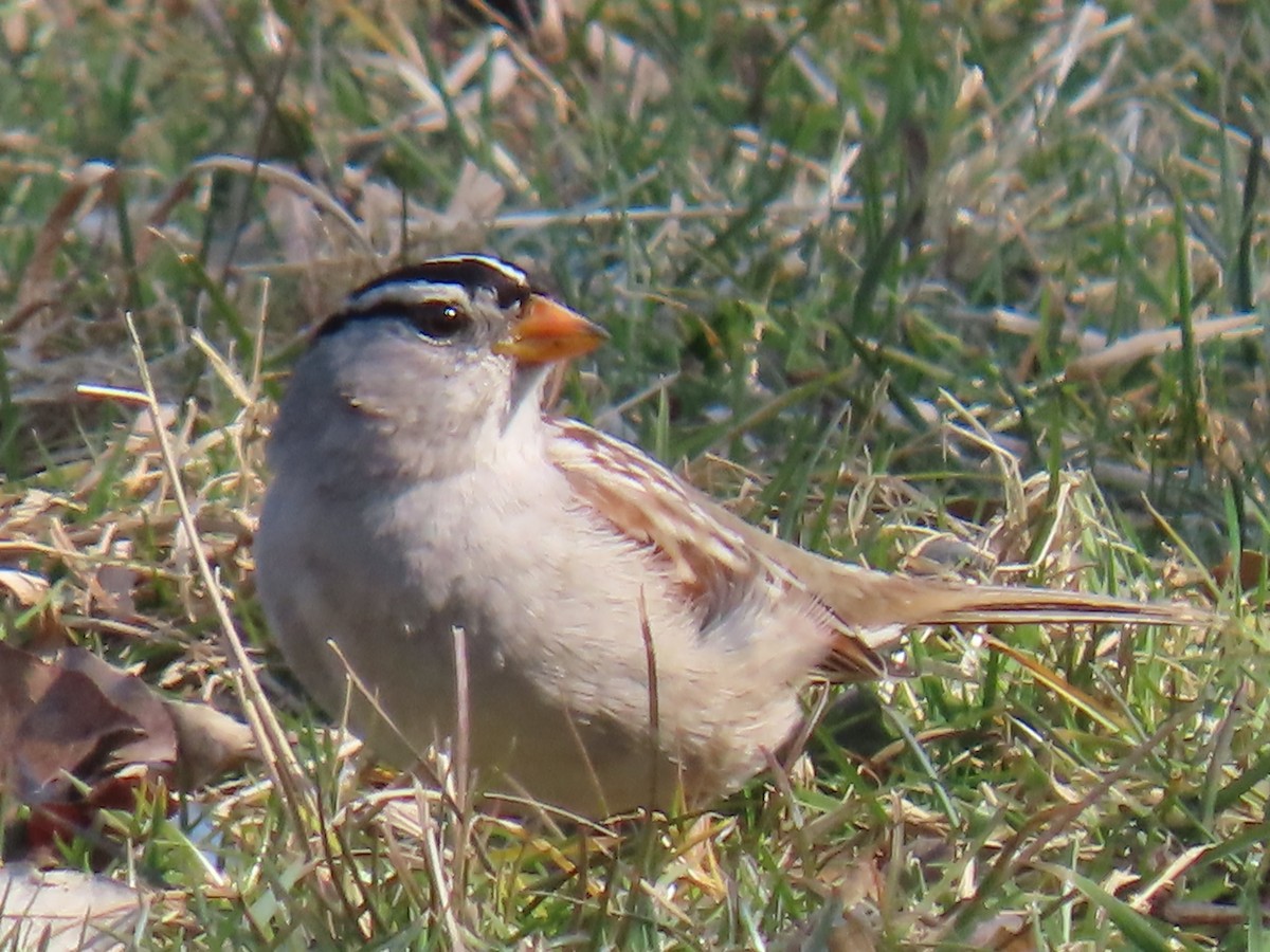 White-crowned Sparrow - ML615413275