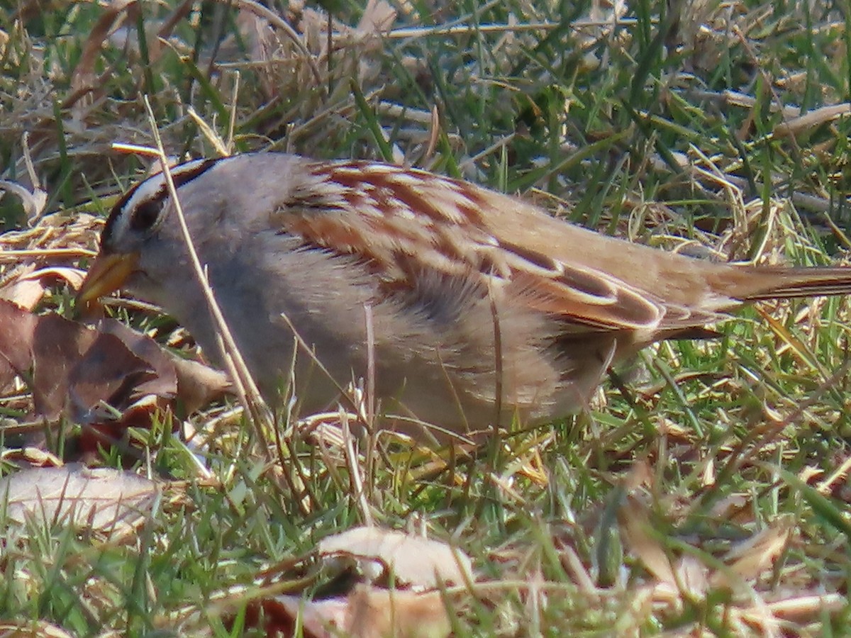 White-crowned Sparrow - ML615413276