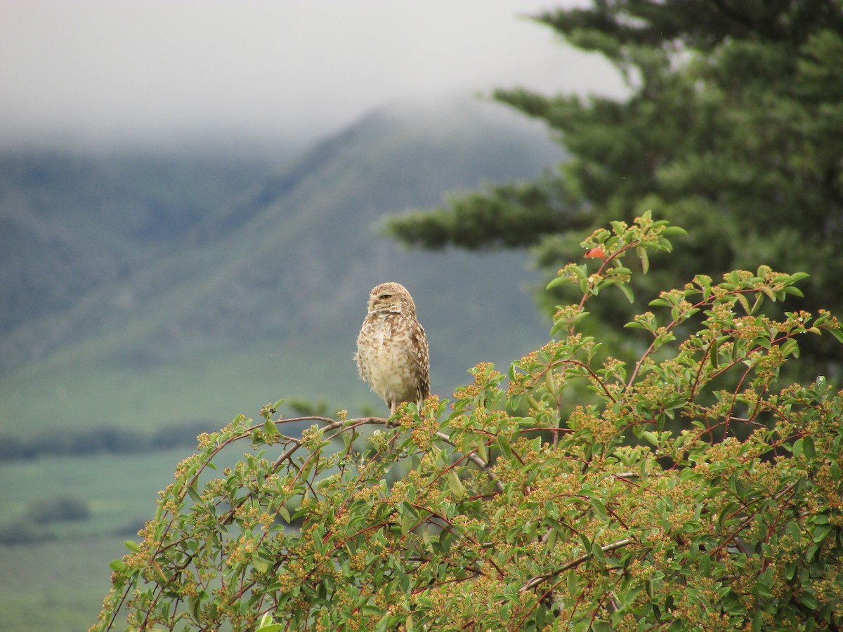 Burrowing Owl - ML615413301