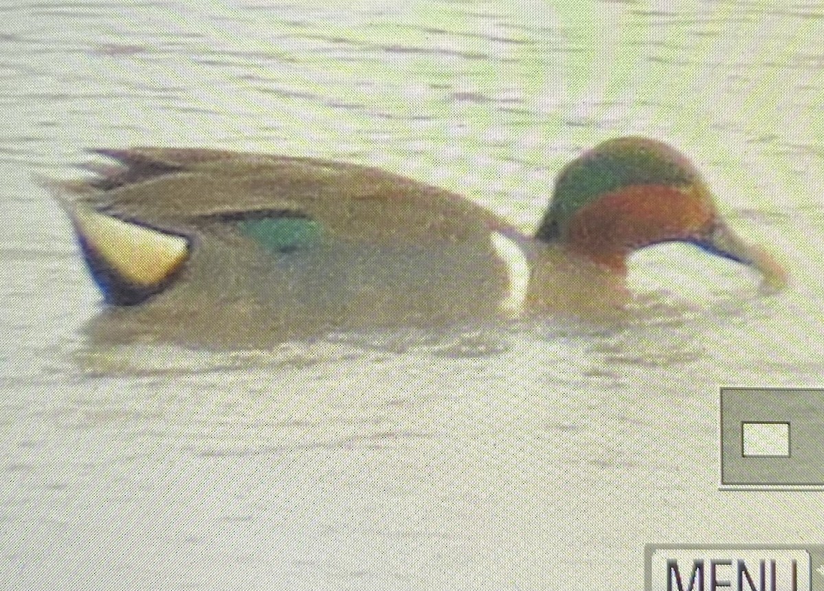 Green-winged Teal - ML615413537