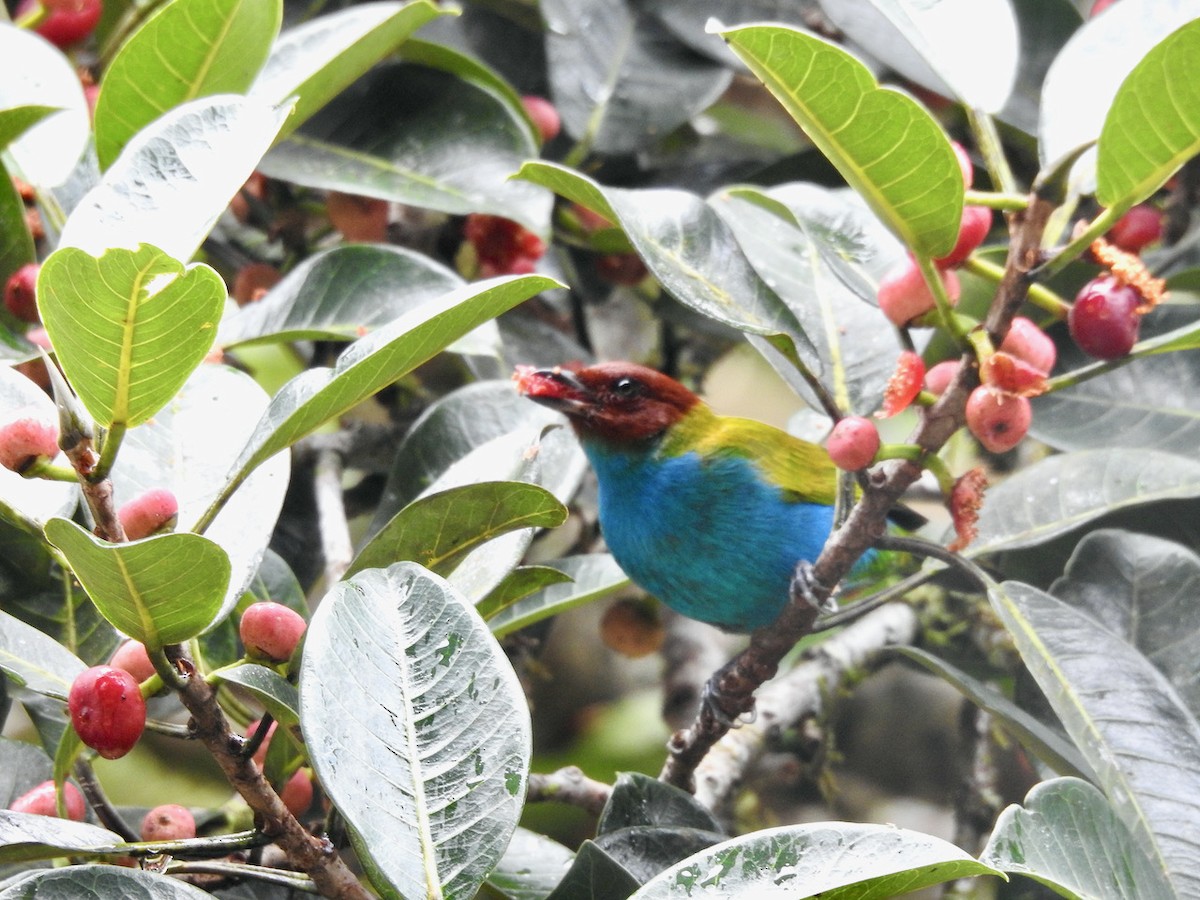 Bay-headed Tanager - ML615413693
