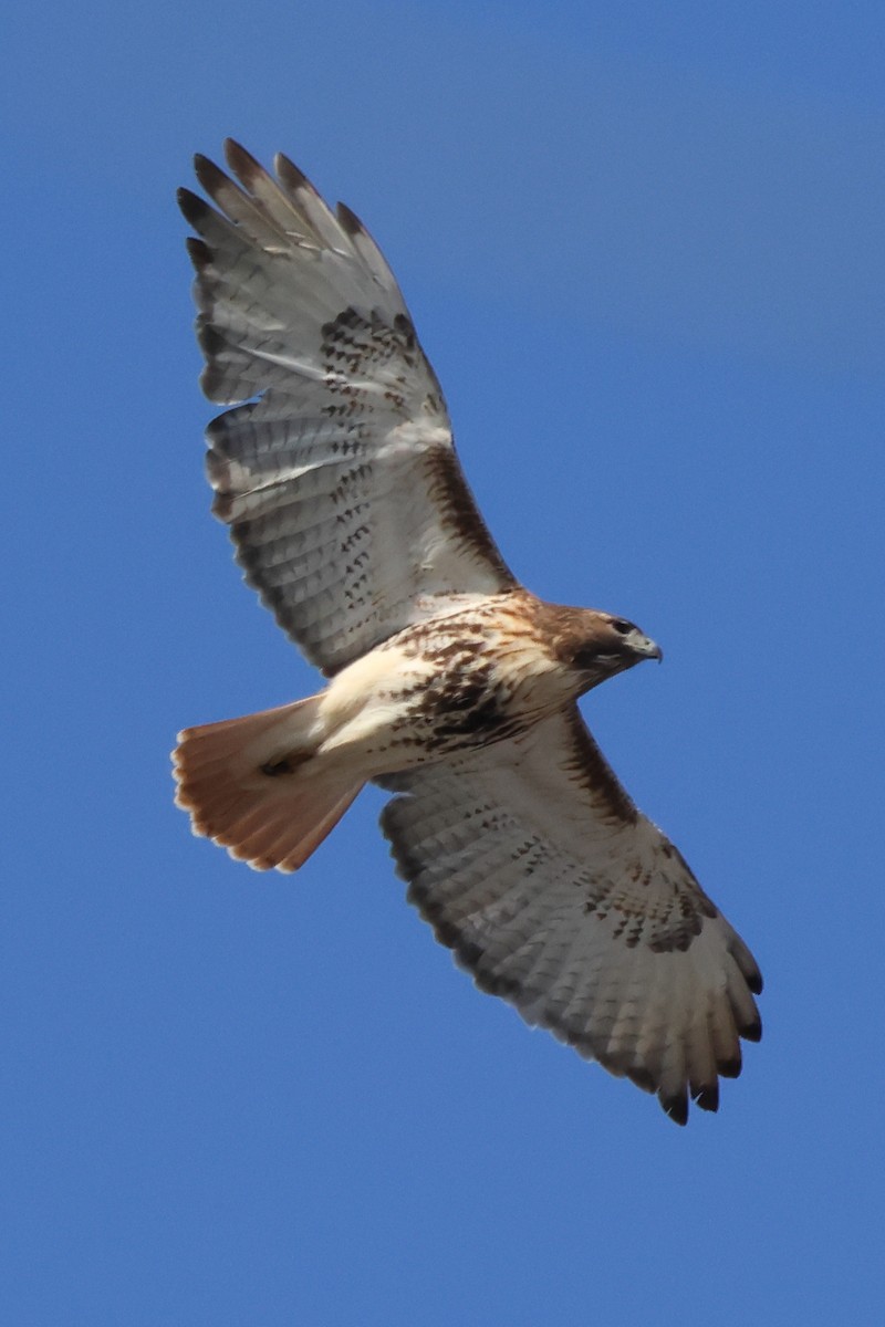 Red-tailed Hawk - ML615413868