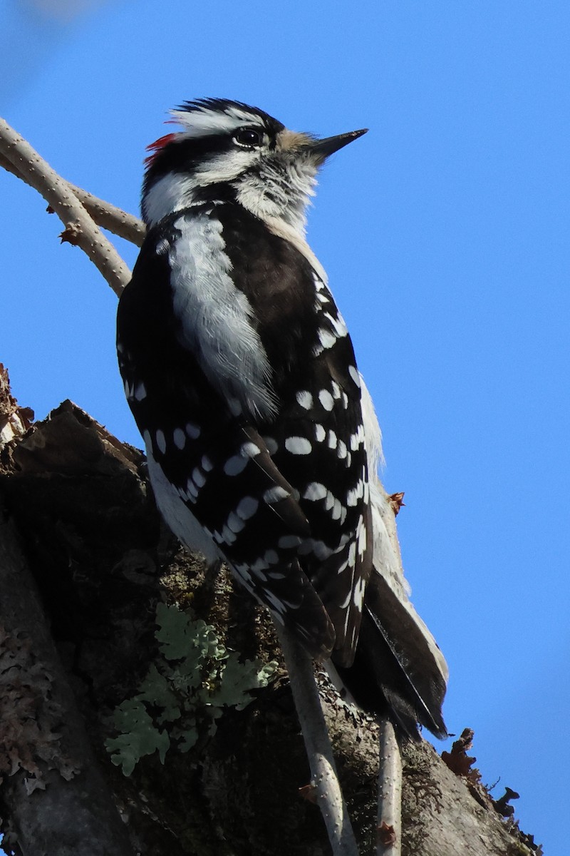 Downy Woodpecker - ML615413886