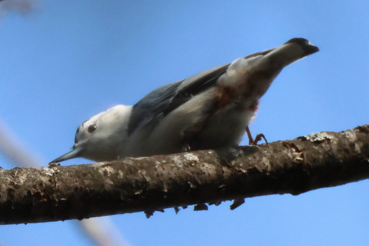 White-breasted Nuthatch - ML615413938