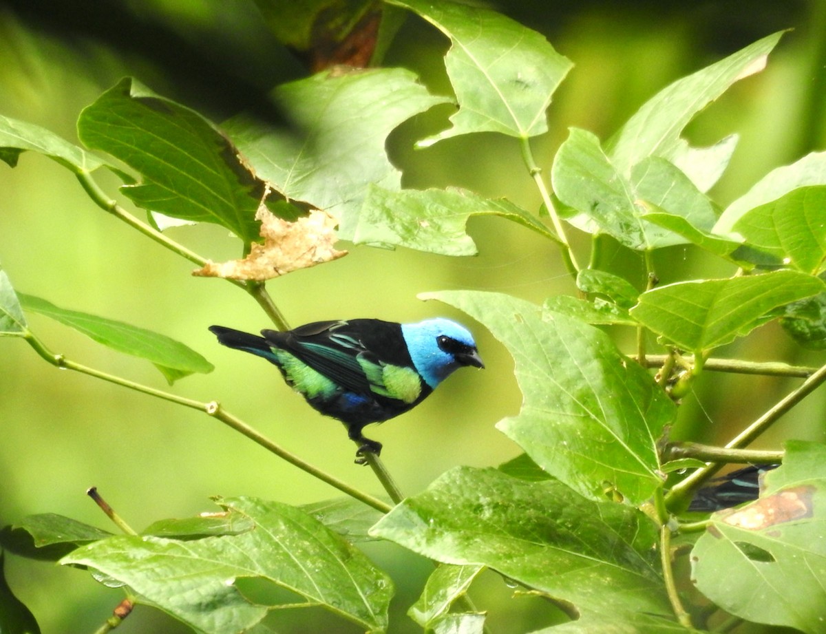 Blue-necked Tanager - ML615414089