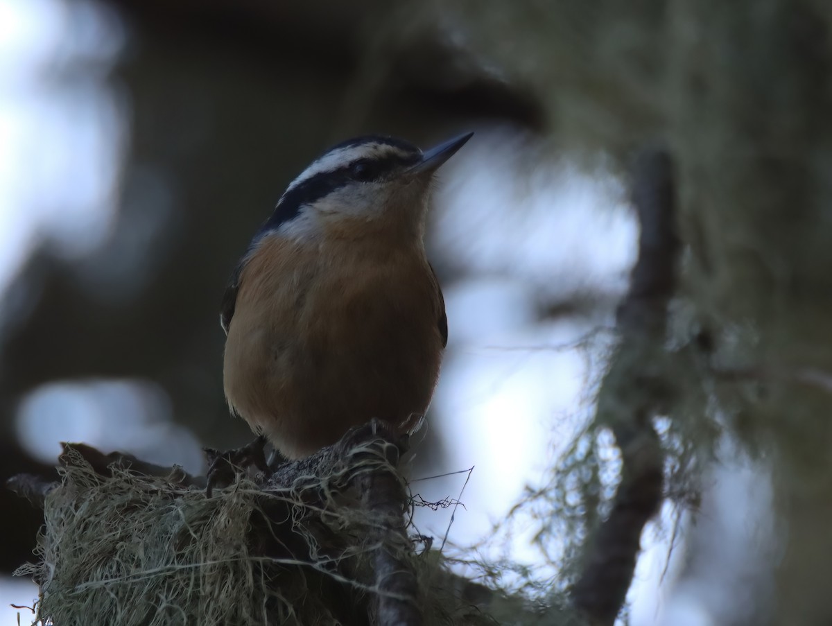 Red-breasted Nuthatch - ML615414184