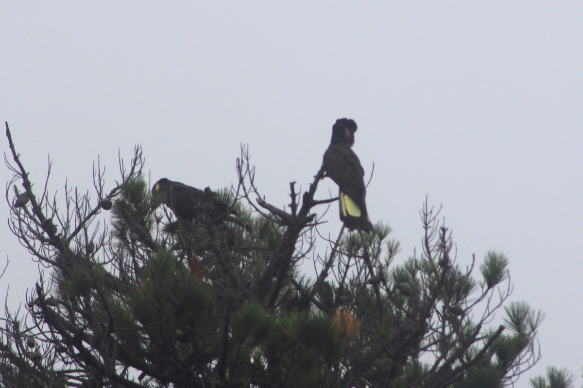 Yellow-tailed Black-Cockatoo - ML615414242