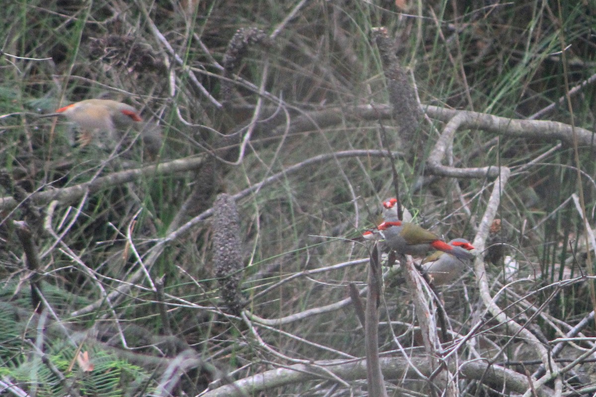 Red-browed Firetail - ML615414286