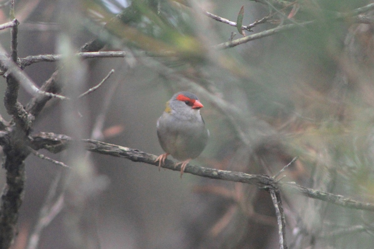 Red-browed Firetail - ML615414287