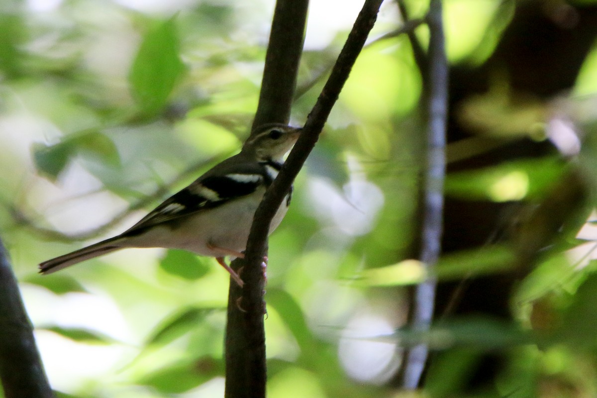 Forest Wagtail - ML615414369