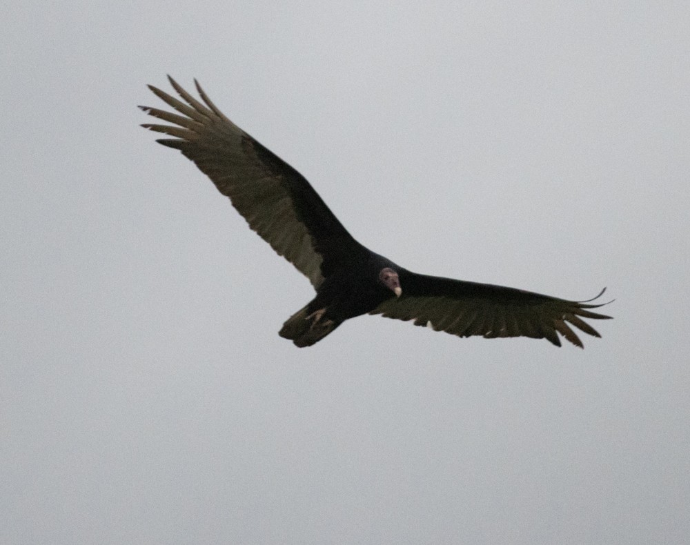 Turkey Vulture - ML615414499