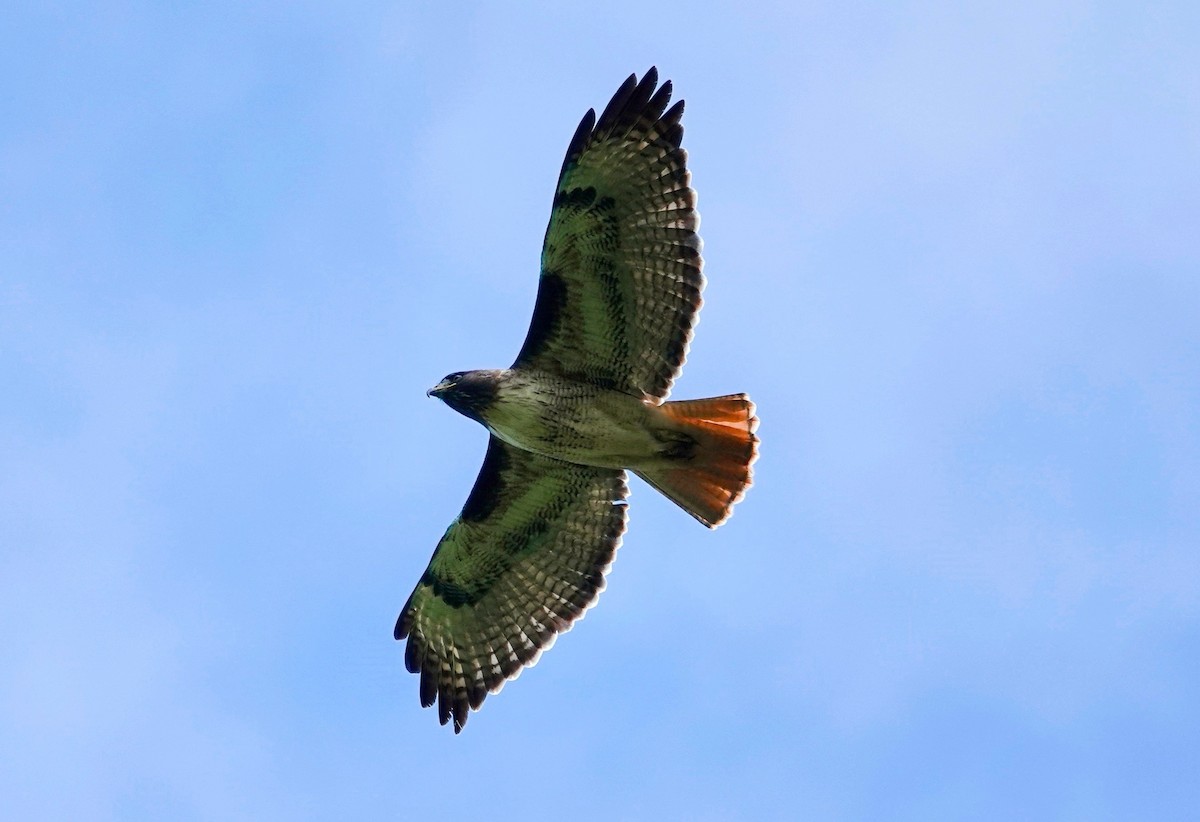 Red-tailed Hawk - ML615414623