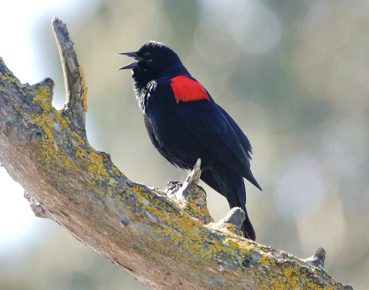 Red-winged Blackbird - TK Birder