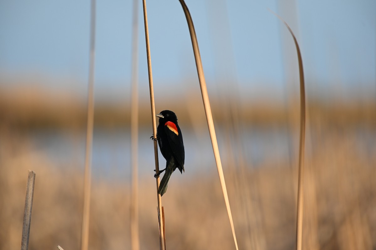 Red-winged Blackbird - ML615414912
