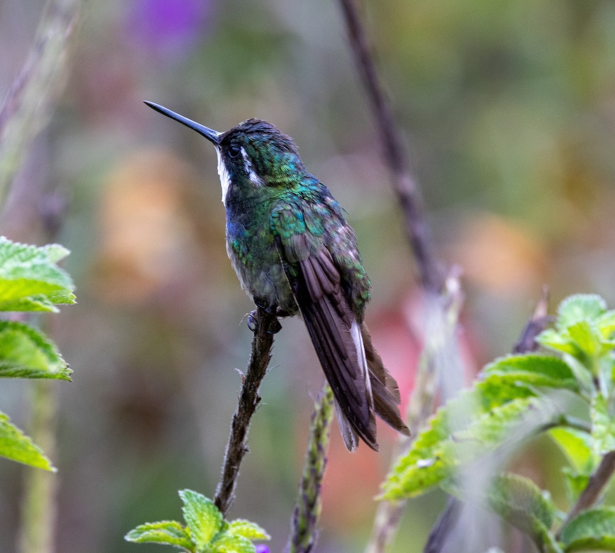 White-throated Mountain-gem (Gray-tailed) - ML615415005