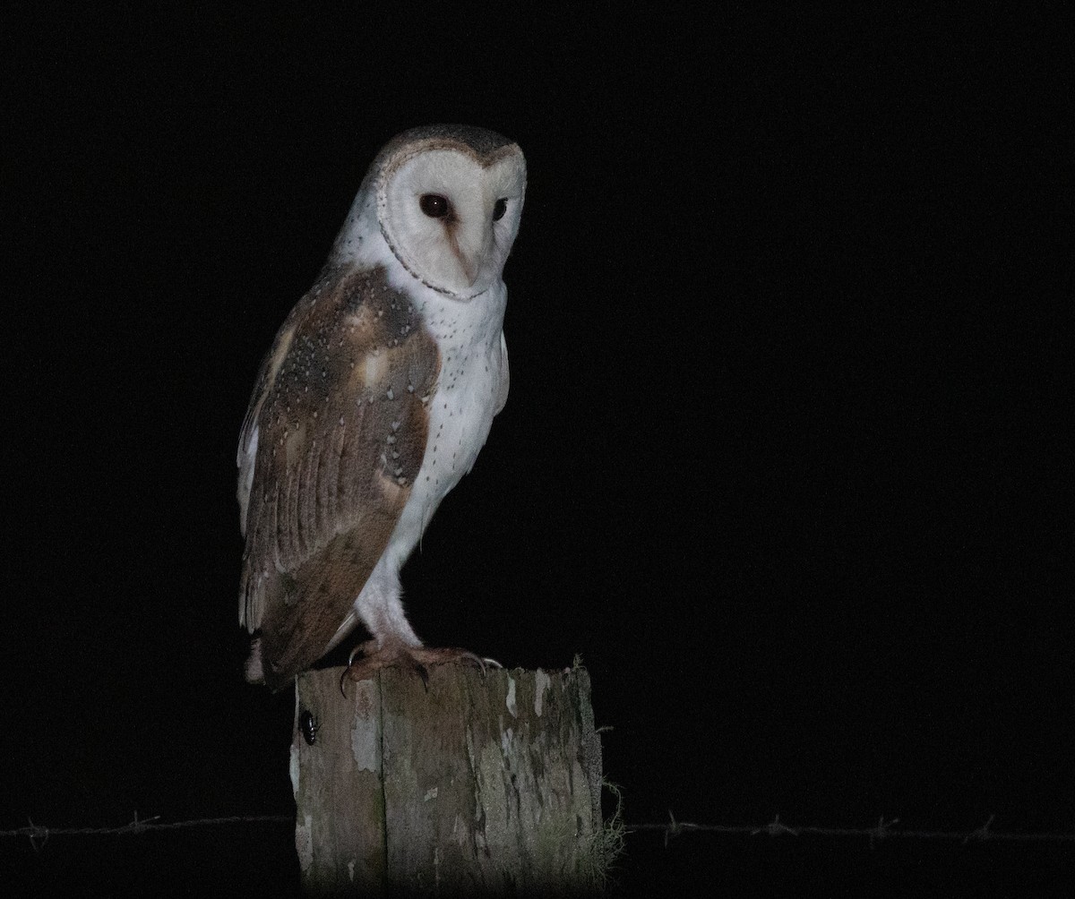 Barn Owl (Eastern) - ML615415114