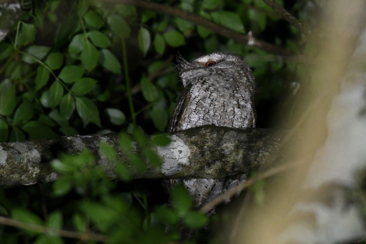 Marbled Frogmouth - ML615415483