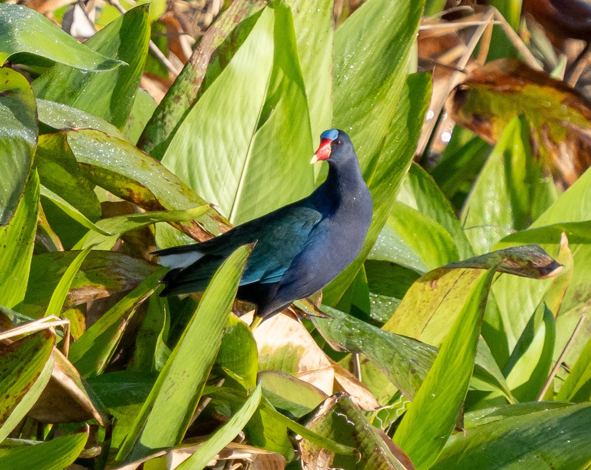 Purple Gallinule - Kevin Couture