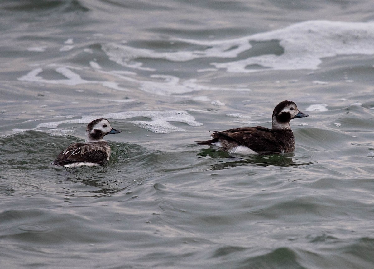 Long-tailed Duck - ML615415702