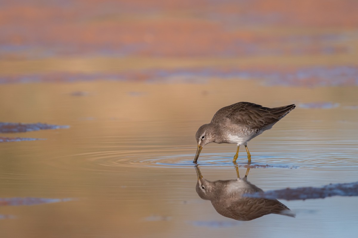 Long-billed Dowitcher - ML615415878