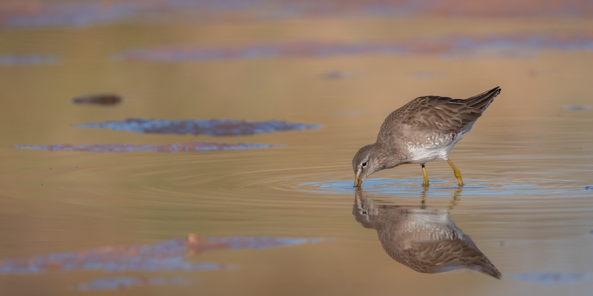 Long-billed Dowitcher - ML615415879