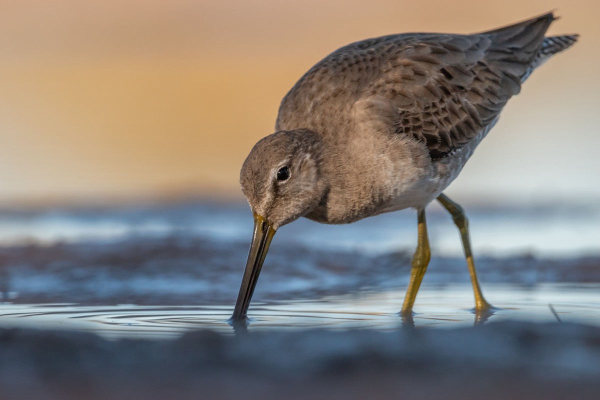Long-billed Dowitcher - ML615415880