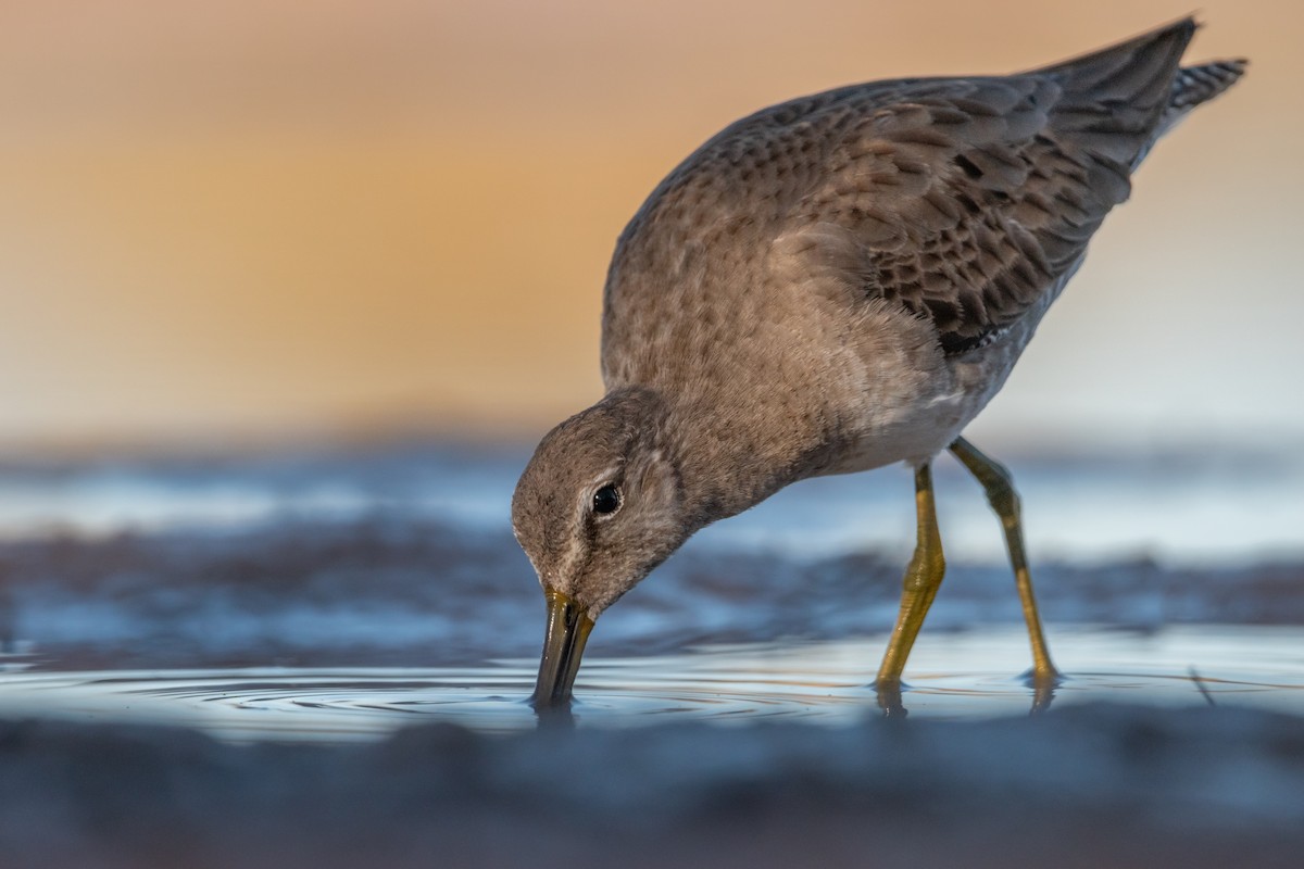 Long-billed Dowitcher - ML615415881
