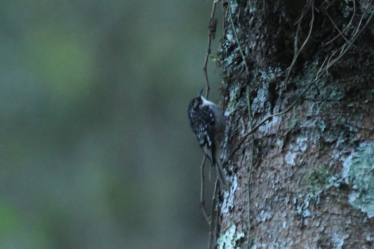 Brown Creeper - Ethan Gosnell