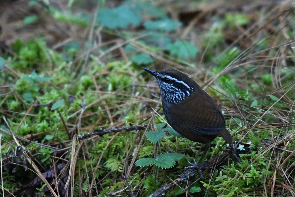 Gray-breasted Wood-Wren (Central American) - ML615416176