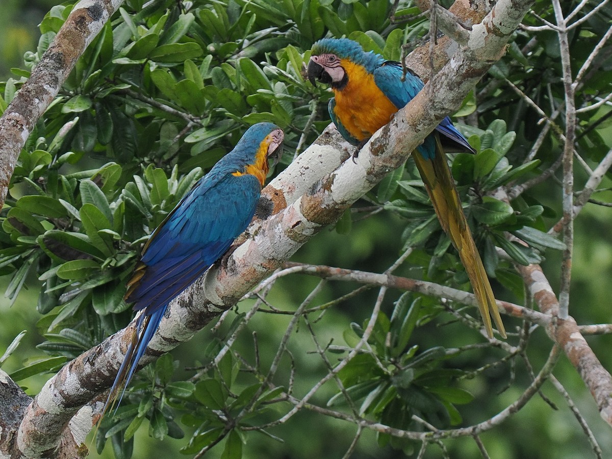 Blue-and-yellow Macaw - Ben Jesup
