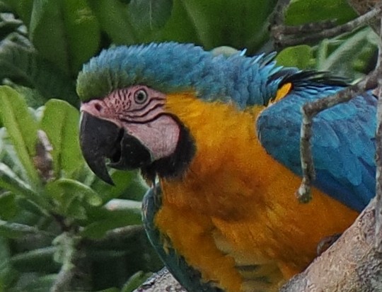 Blue-and-yellow Macaw - ML615416317