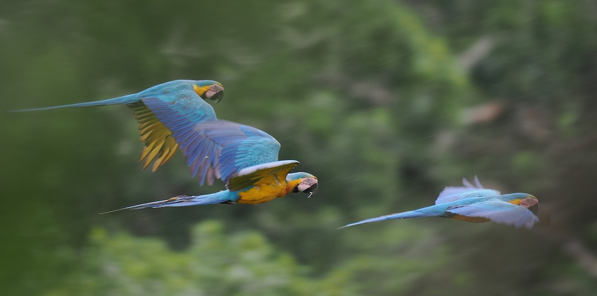 Blue-and-yellow Macaw - Ben Jesup