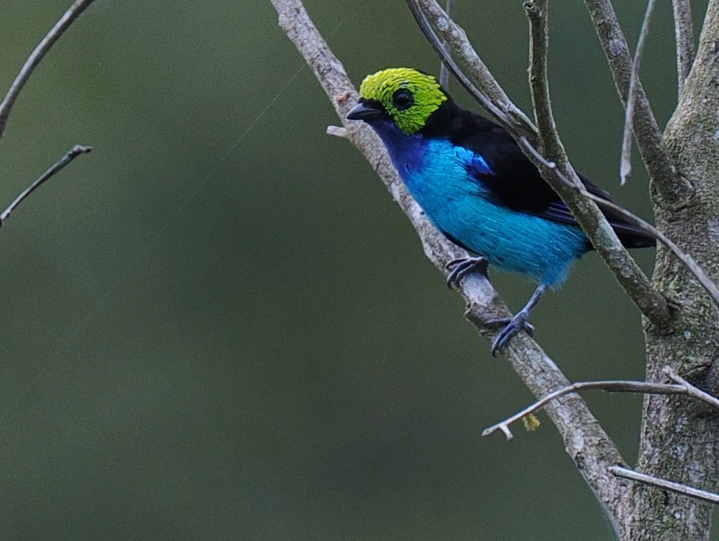 Paradise Tanager - ML615416348