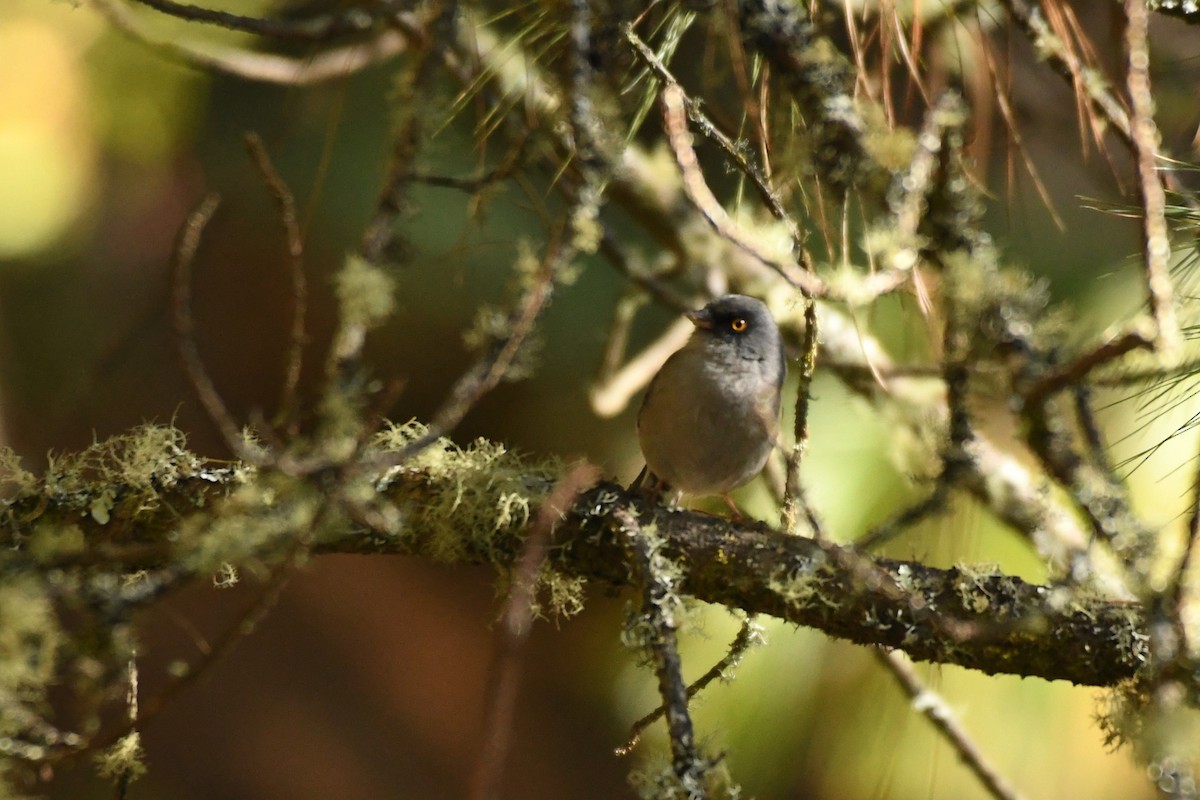 Yellow-eyed Junco (Mexican) - ML615416350