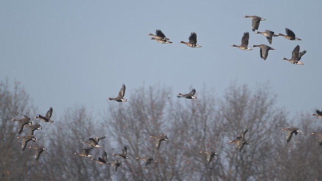 Greater White-fronted Goose - ML615416354