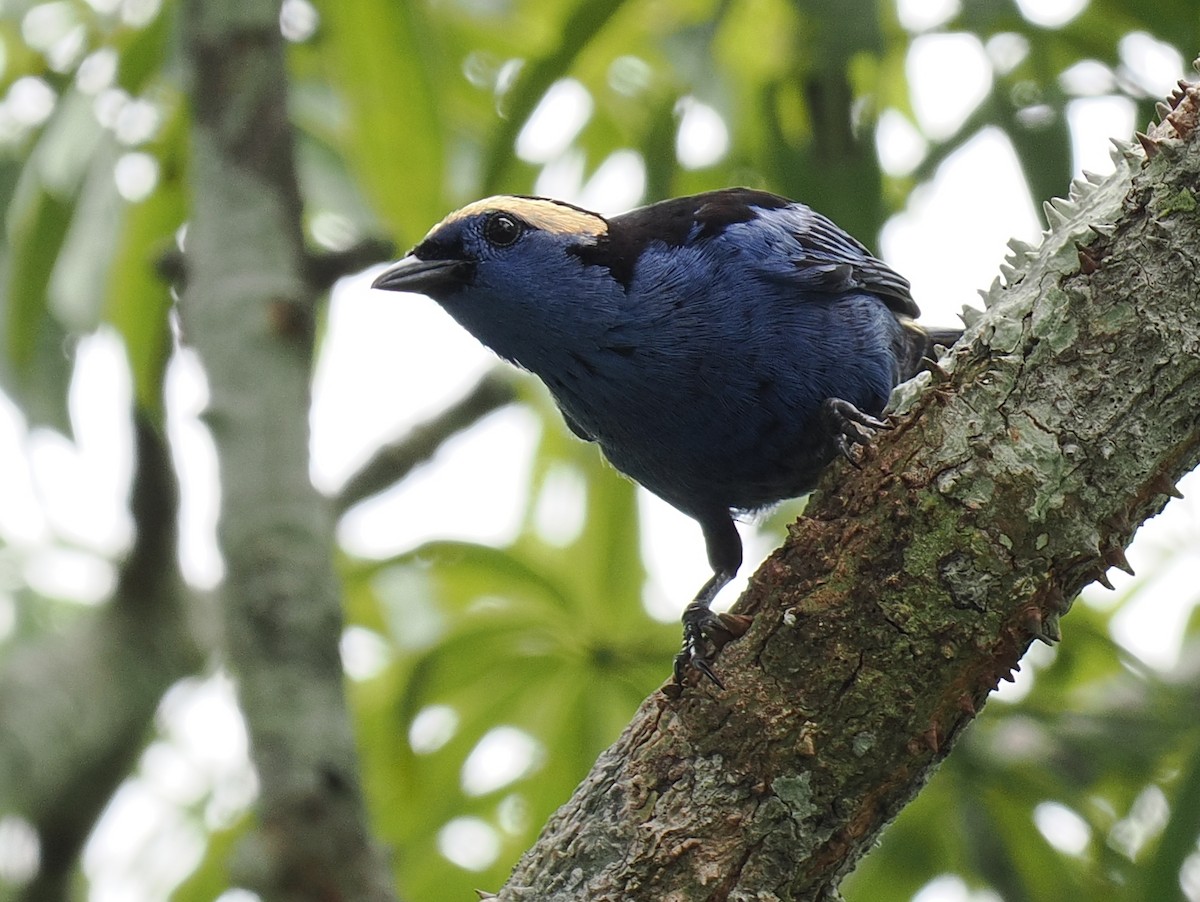Opal-crowned Tanager - Ben Jesup