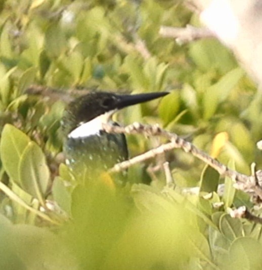 Green Kingfisher - ML615416417