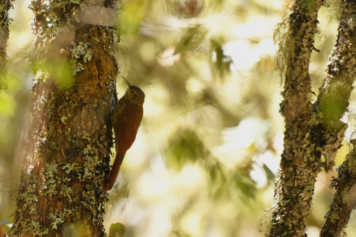 Spot-crowned Woodcreeper (Northern) - ML615416491