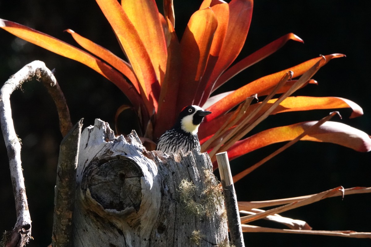 Acorn Woodpecker - Susan Knoerr