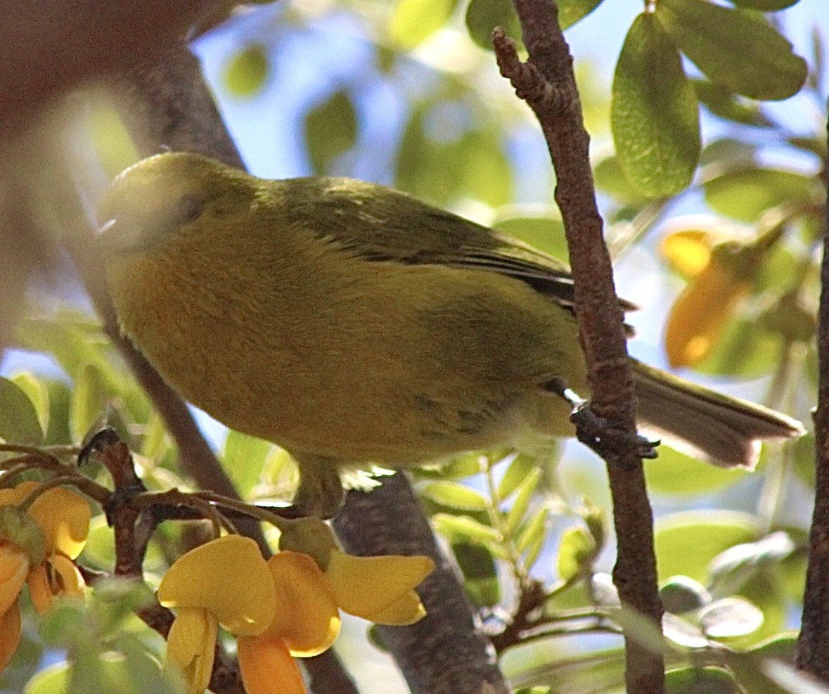 Hawaii-Amakihikleidervogel (virens) - ML615416624