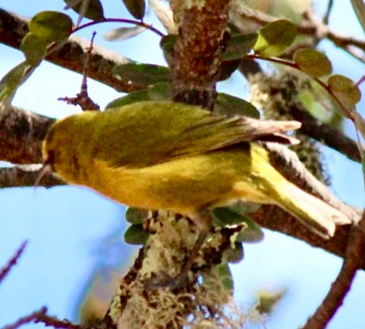 Hawaii-Amakihikleidervogel (virens) - ML615416642