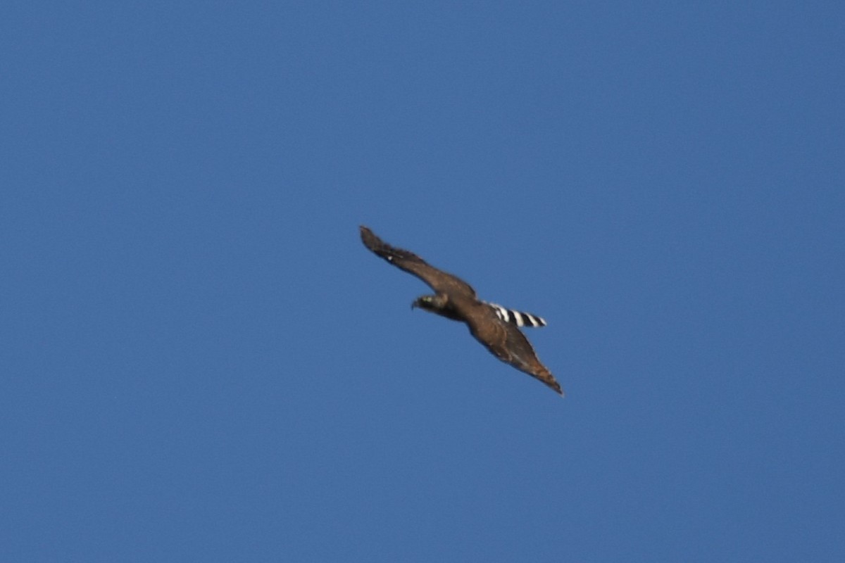 Hook-billed Kite (Hook-billed) - ML615416661