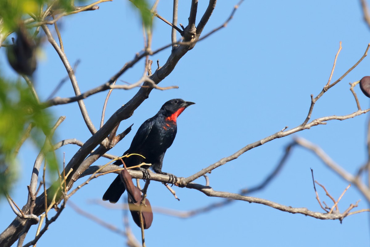 Scarlet-throated Tanager - ML615416681