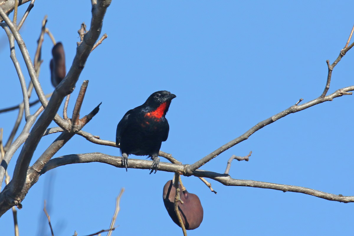 Scarlet-throated Tanager - ML615416682