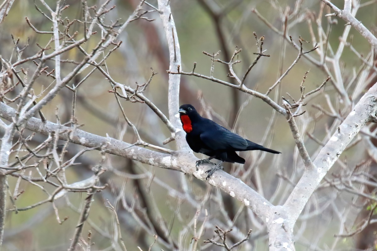 Scarlet-throated Tanager - ML615416683