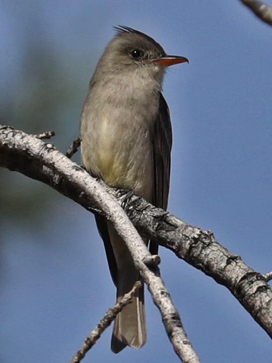 Greater Pewee - ML615416702